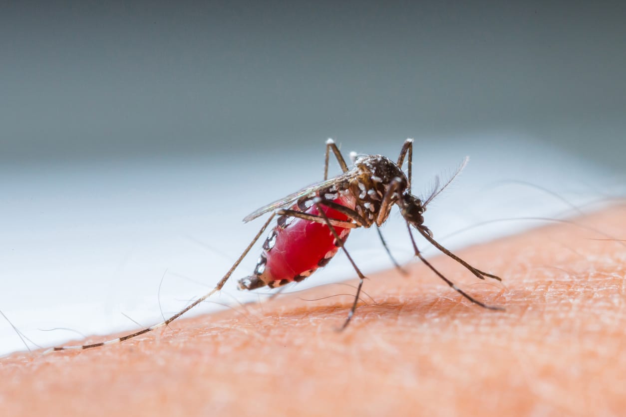 Gejala Demam Berdarah Dengue Dbd Dan Penanganannya Honestdocs