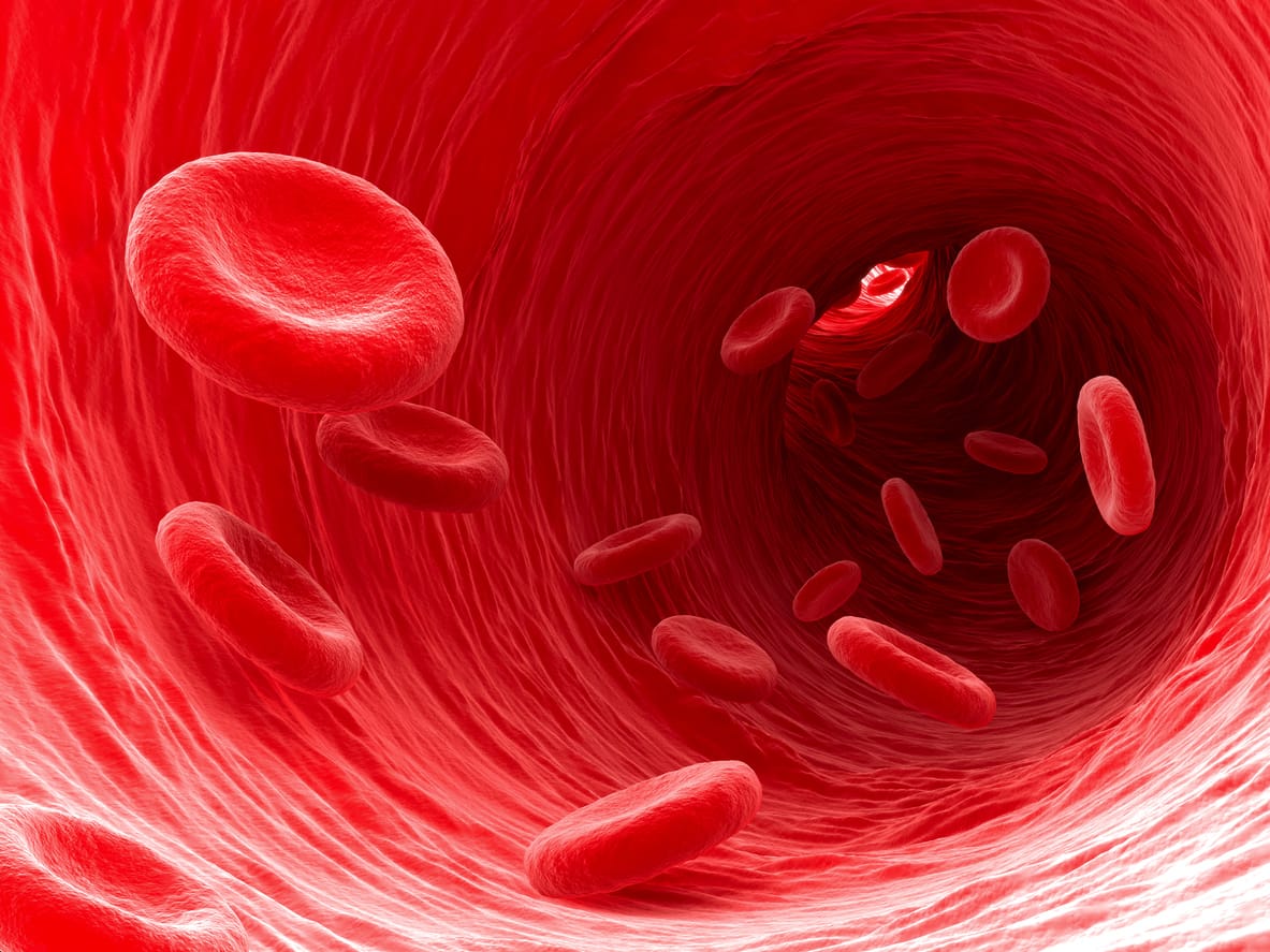 Fungsi Darah Merah Putih Plasma Dan Keping Darah Honestdocs