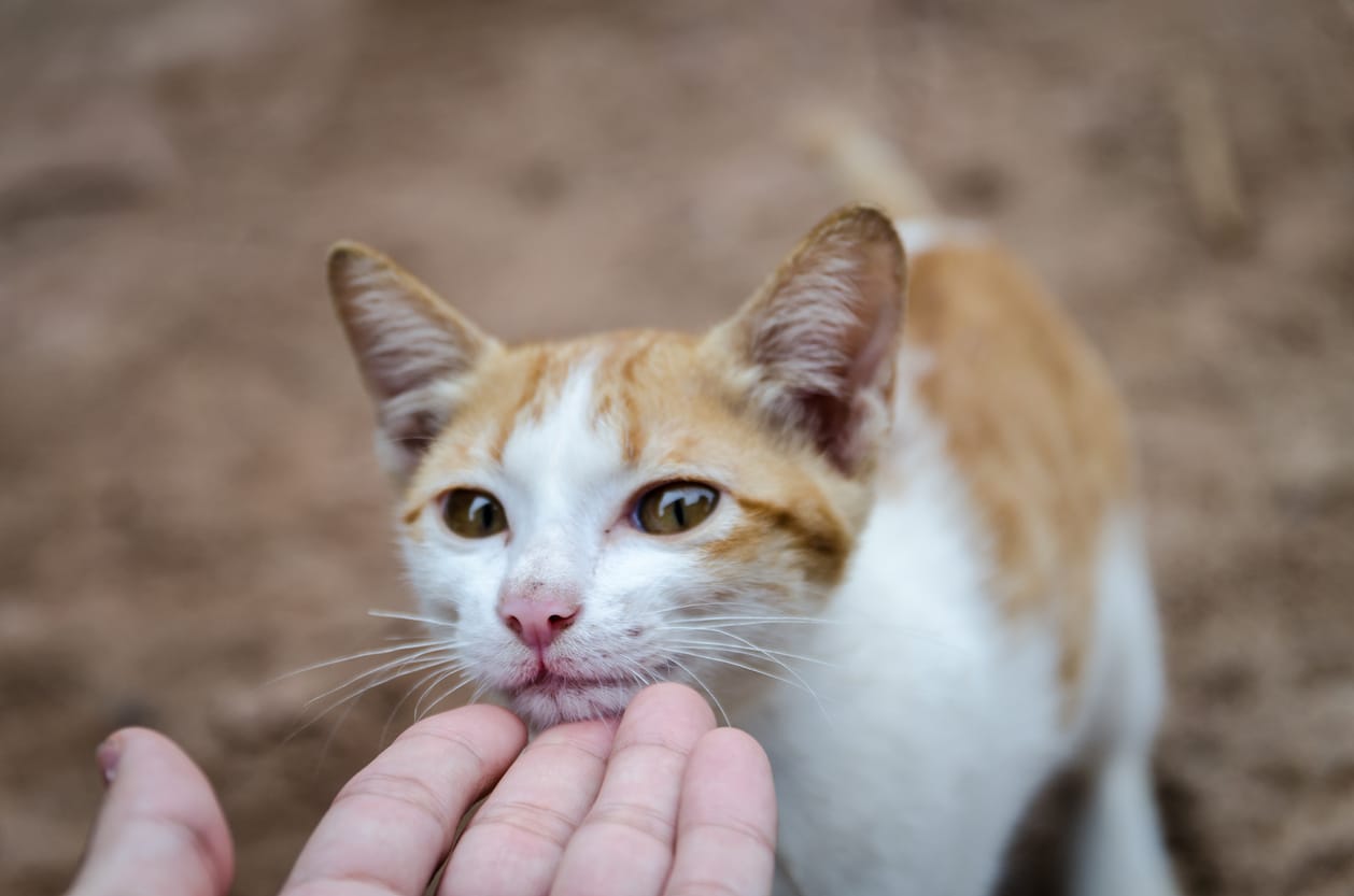 Ini Dia Daftar Penyakit Yang Dibawa Kucing Honestdocs
