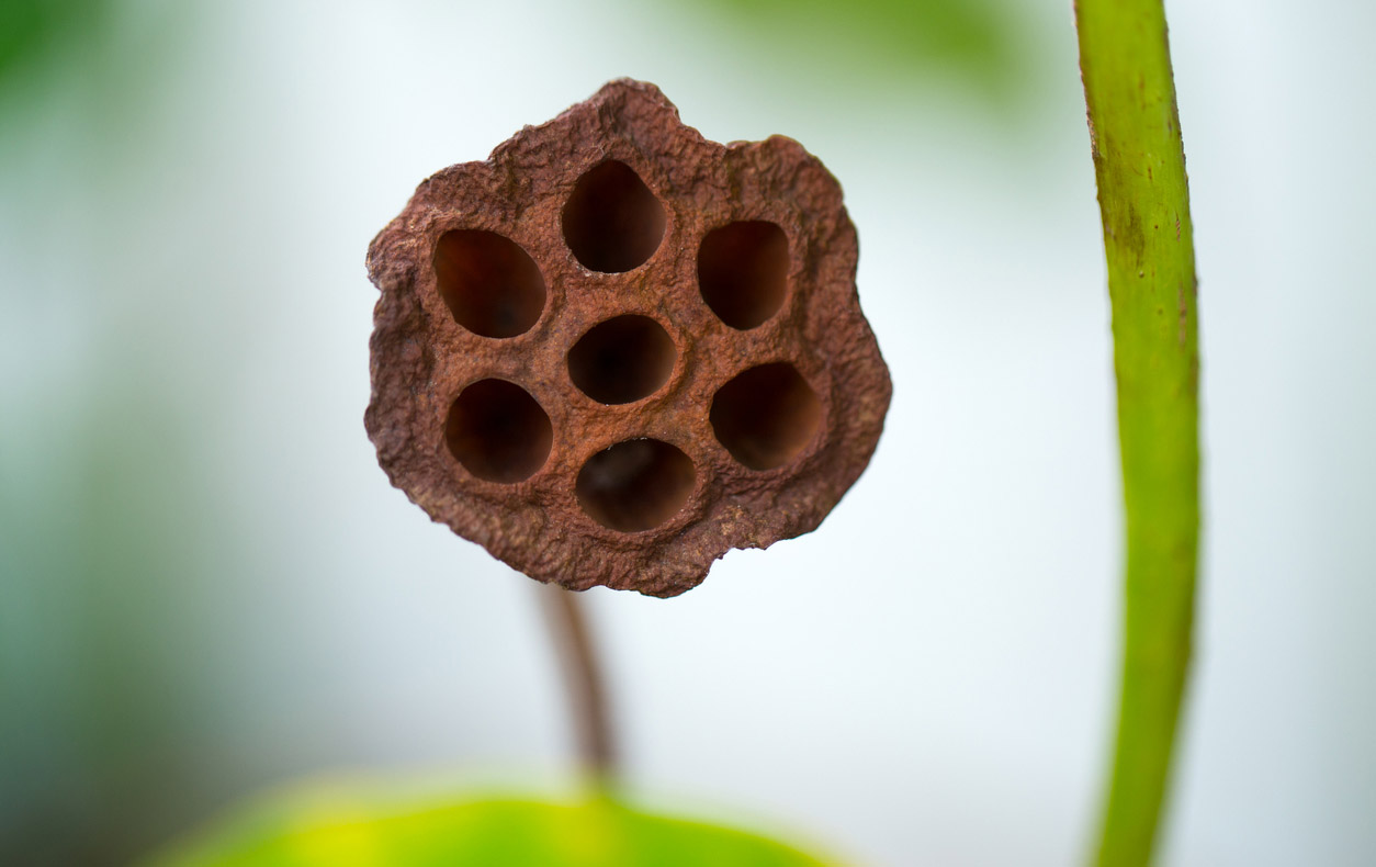 Penyebab Trypophobia Berdasarkan Penelitian Para Ahli ...