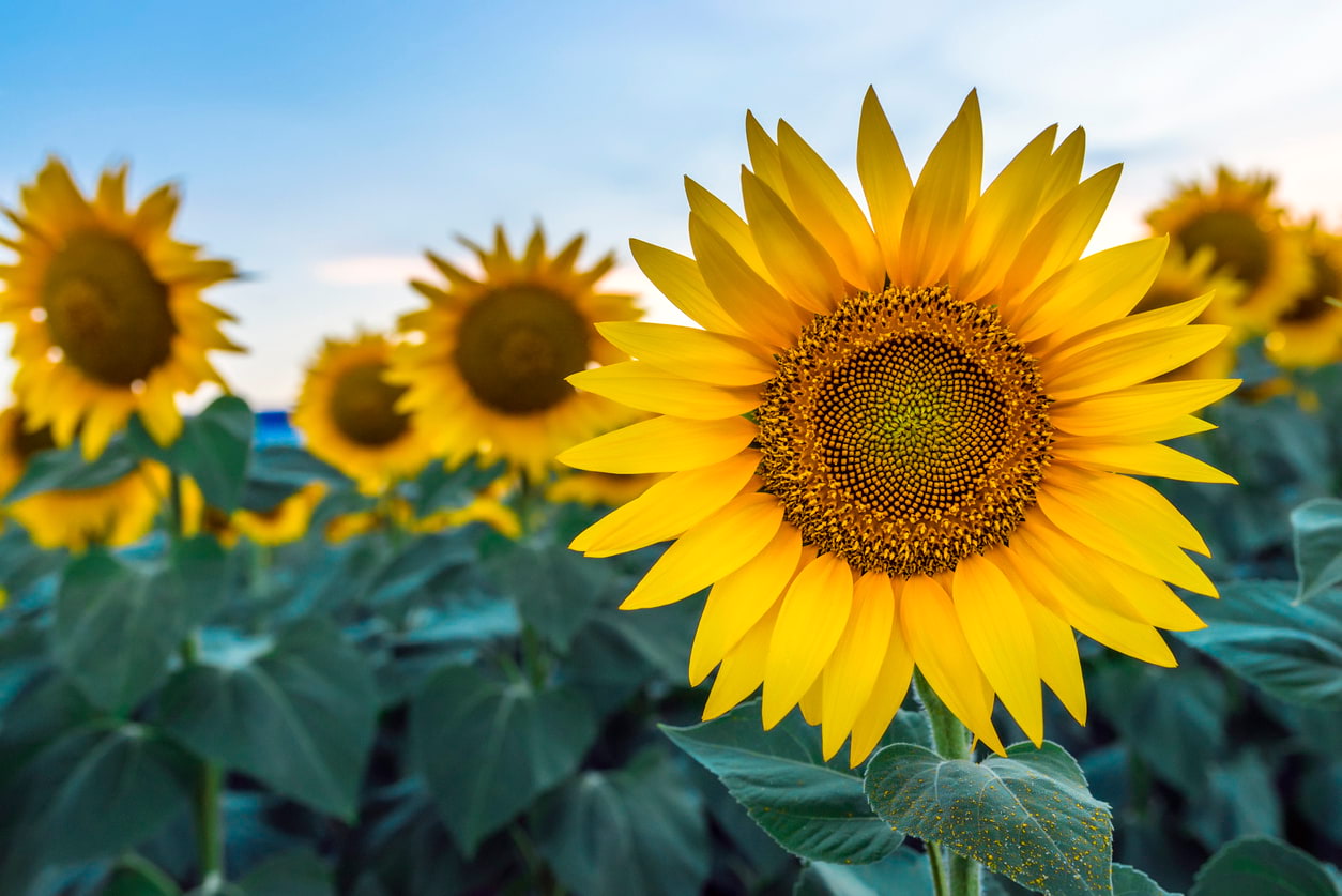  Bunga  Matahari  Manfaat  Minyak dan Bijinya Bagi Tubuh 