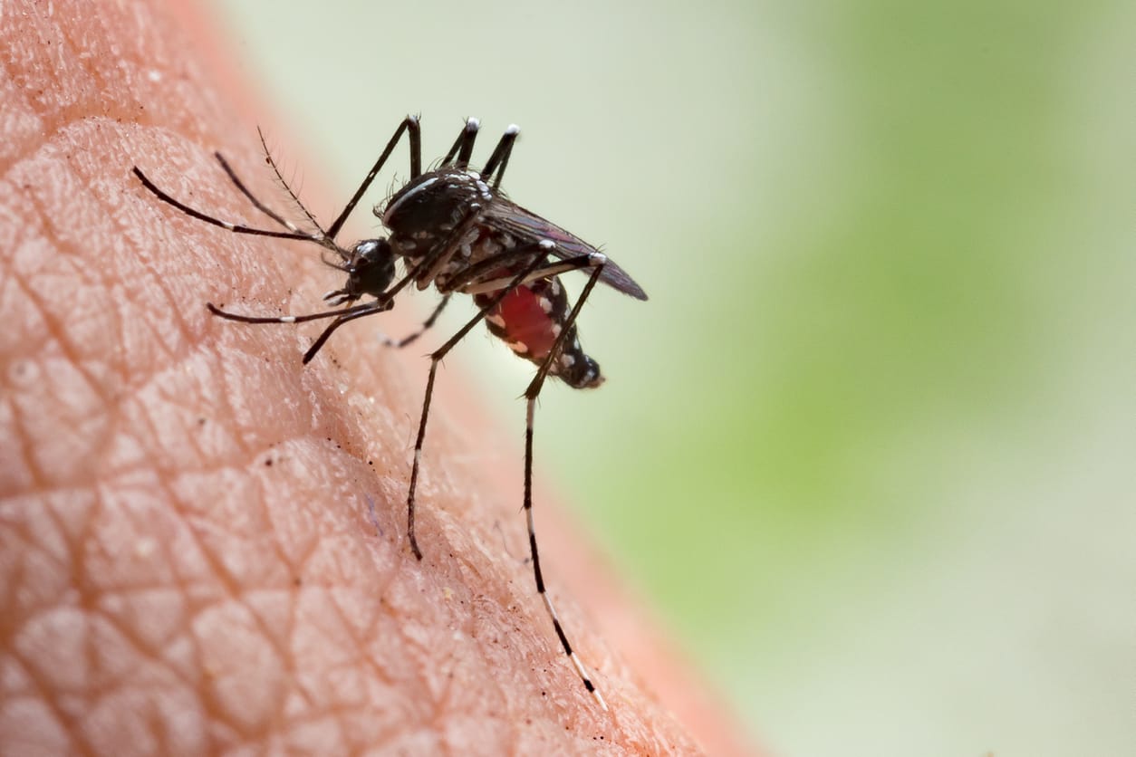 Chikungunya  Gejala Cara Menangani dan Obat HonestDocs