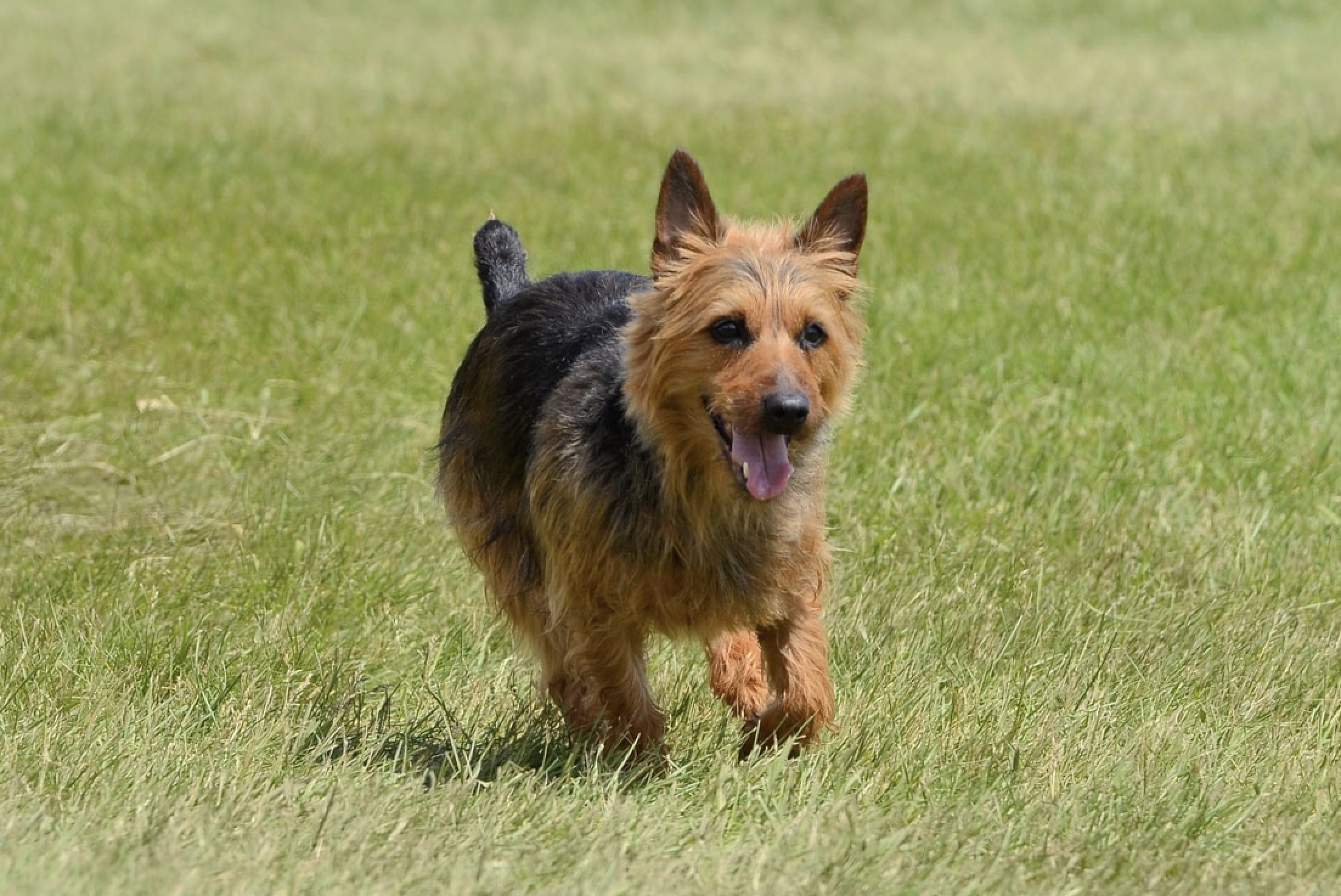Australian Terrier Info Gambar Anjing Australian Terrier