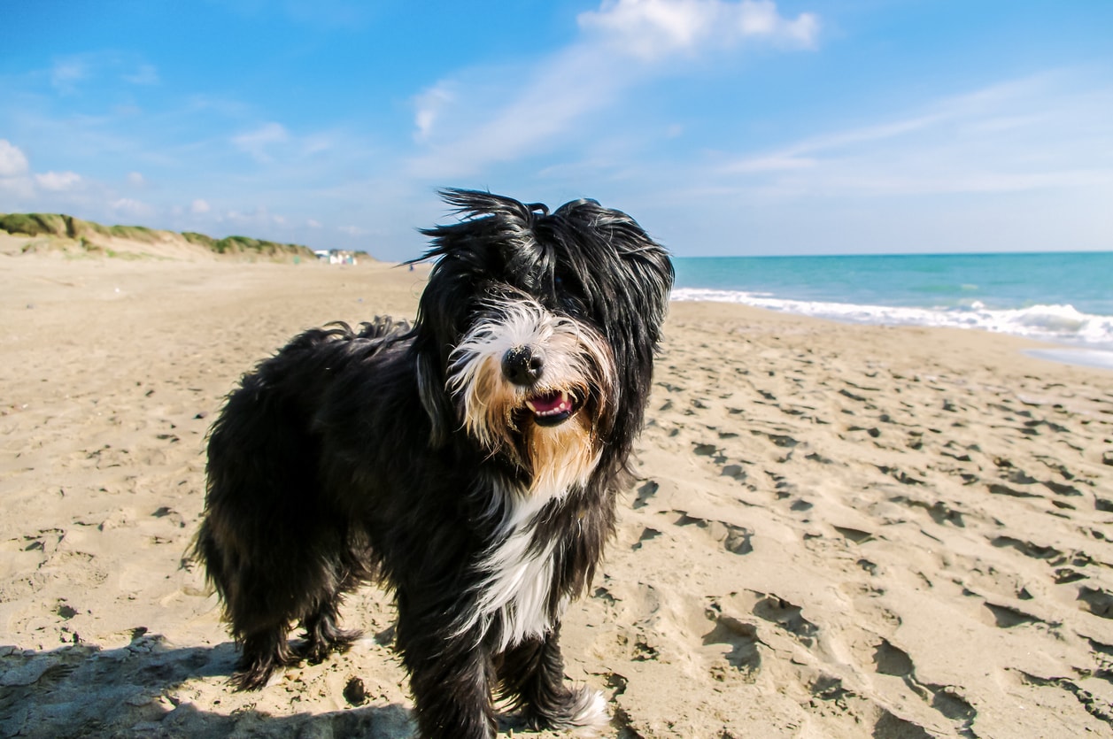 Bearded Collie Info Gambar Anjing Bearded Collie Honestdocs
