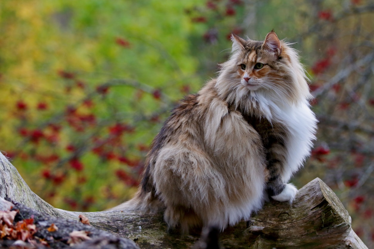 gambar 13 - jenis kucing norwegian forest