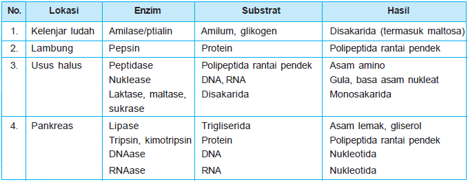 Enzim yang dihasilkan lambung