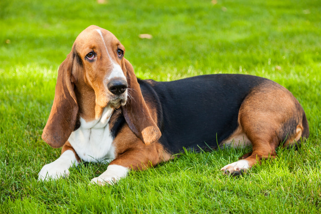 C Info Gambar Anjing Basset Hound Honestdocs