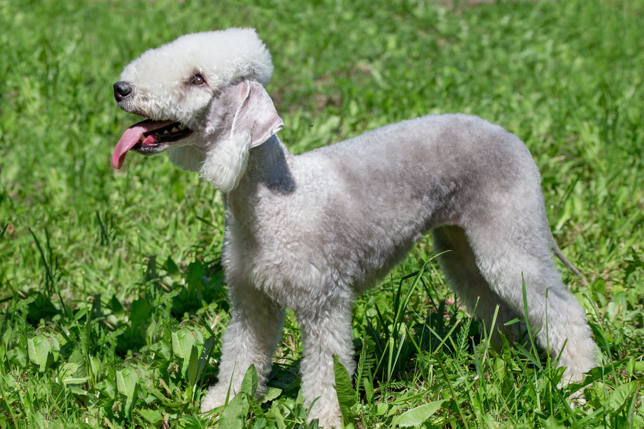Bedlington Terrier Info Gambar Anjing Bedlington Terrier