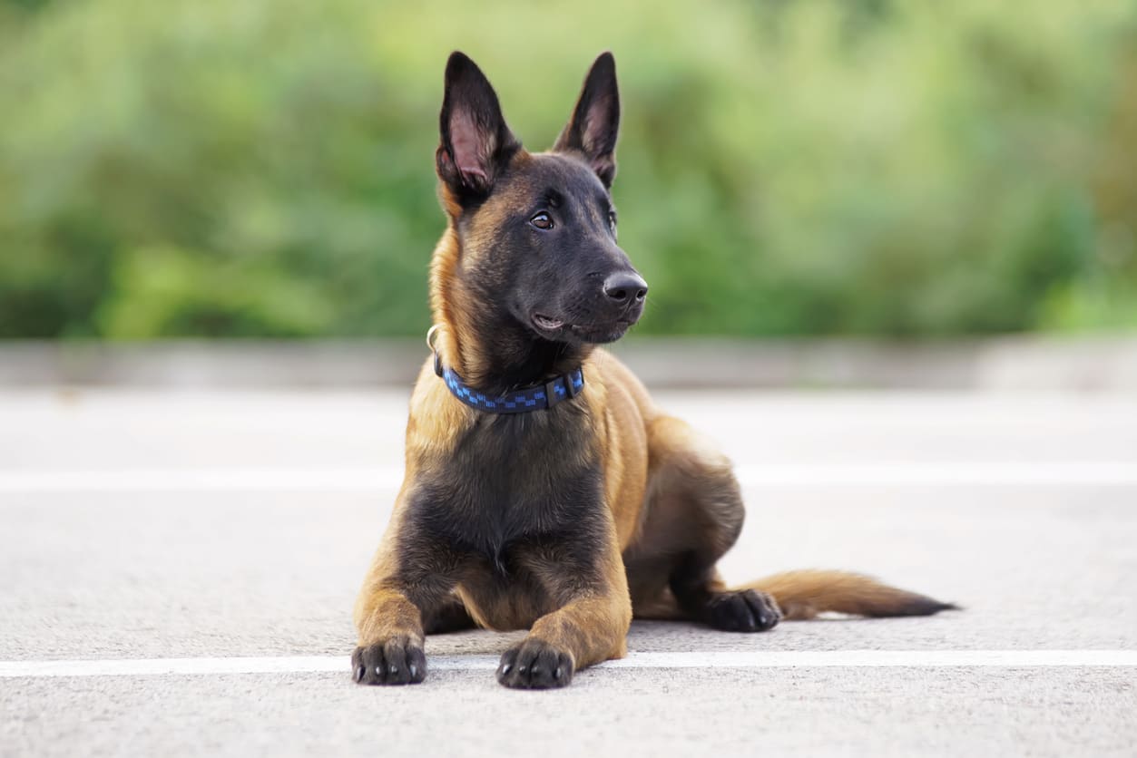 Belgian Malinois Info Gambar Anjing Belgian Malinois Honestdocs
