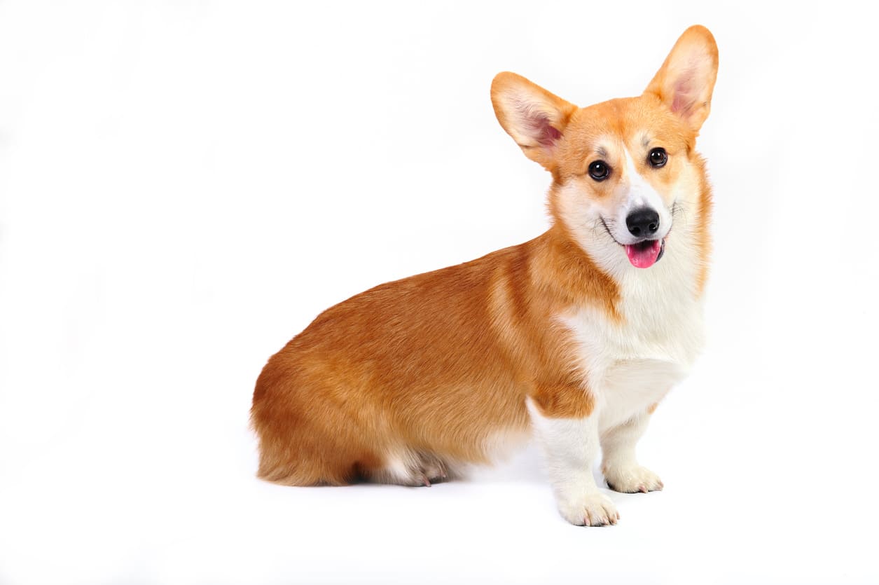 Pembroke Welsh Corgi Info Gambar Anjing Pembroke Welsh Corgi