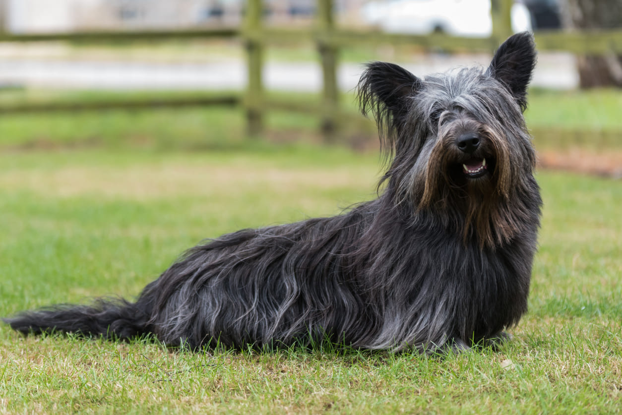 Skye Terrier Info Gambar Anjing Skye Terrier Honestdocs