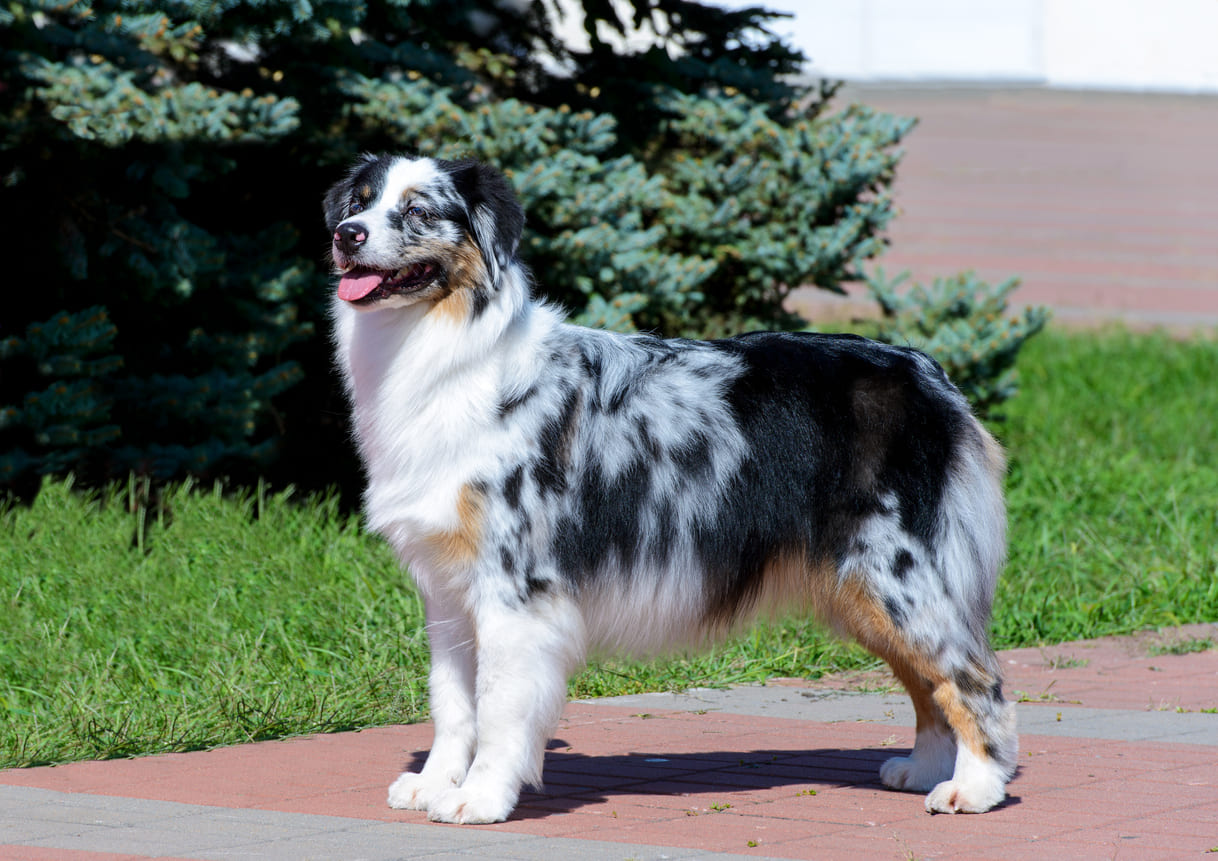 Australian Shepherd Info Gambar Anjing Australian Shepherd