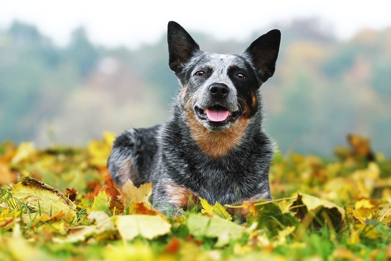 Australian Cattle Dog Info Gambar Anjing Australian Cattle Dog