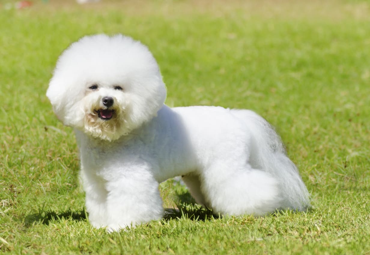 Bichon Frise Info Gambar Anjing Bichon Frise Honestdocs