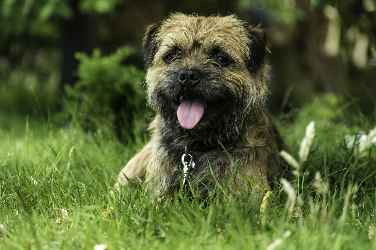 Border Terrier Info Gambar Anjing Border Terrier Honestdocs