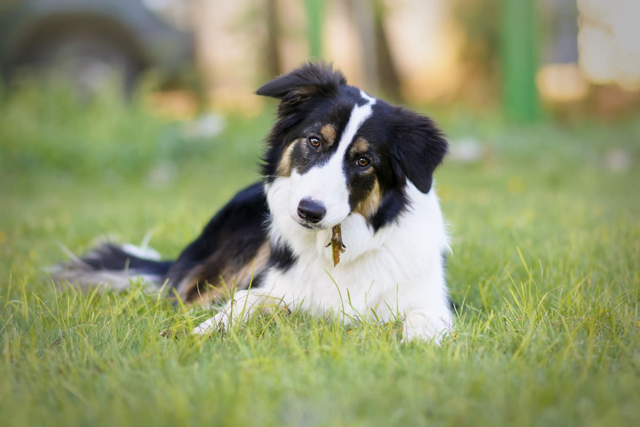 Border Collie Info Gambar Anjing Border Collie Honestdocs