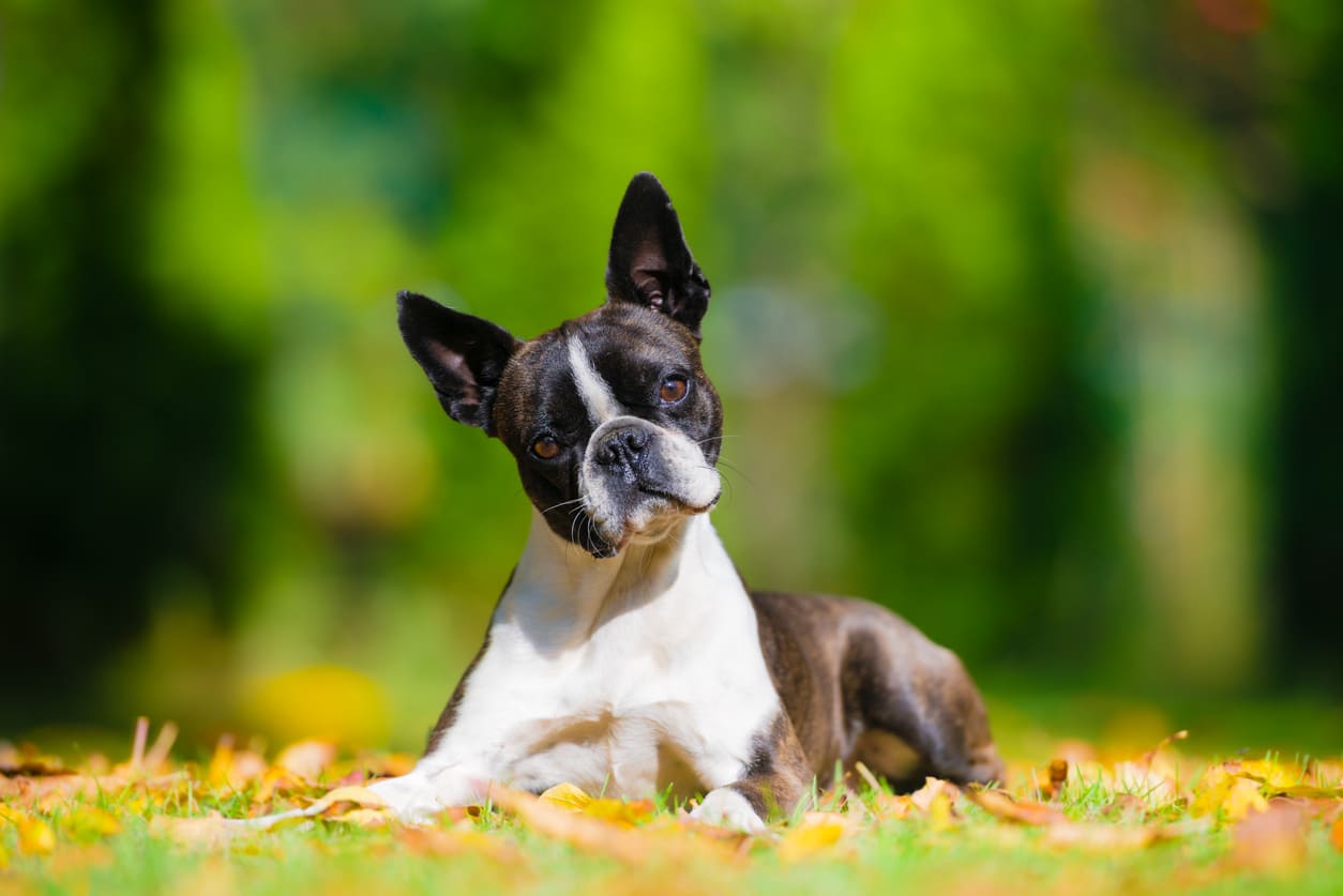 Boston Terrier Info Gambar Anjing Boston Terrier Honestdocs