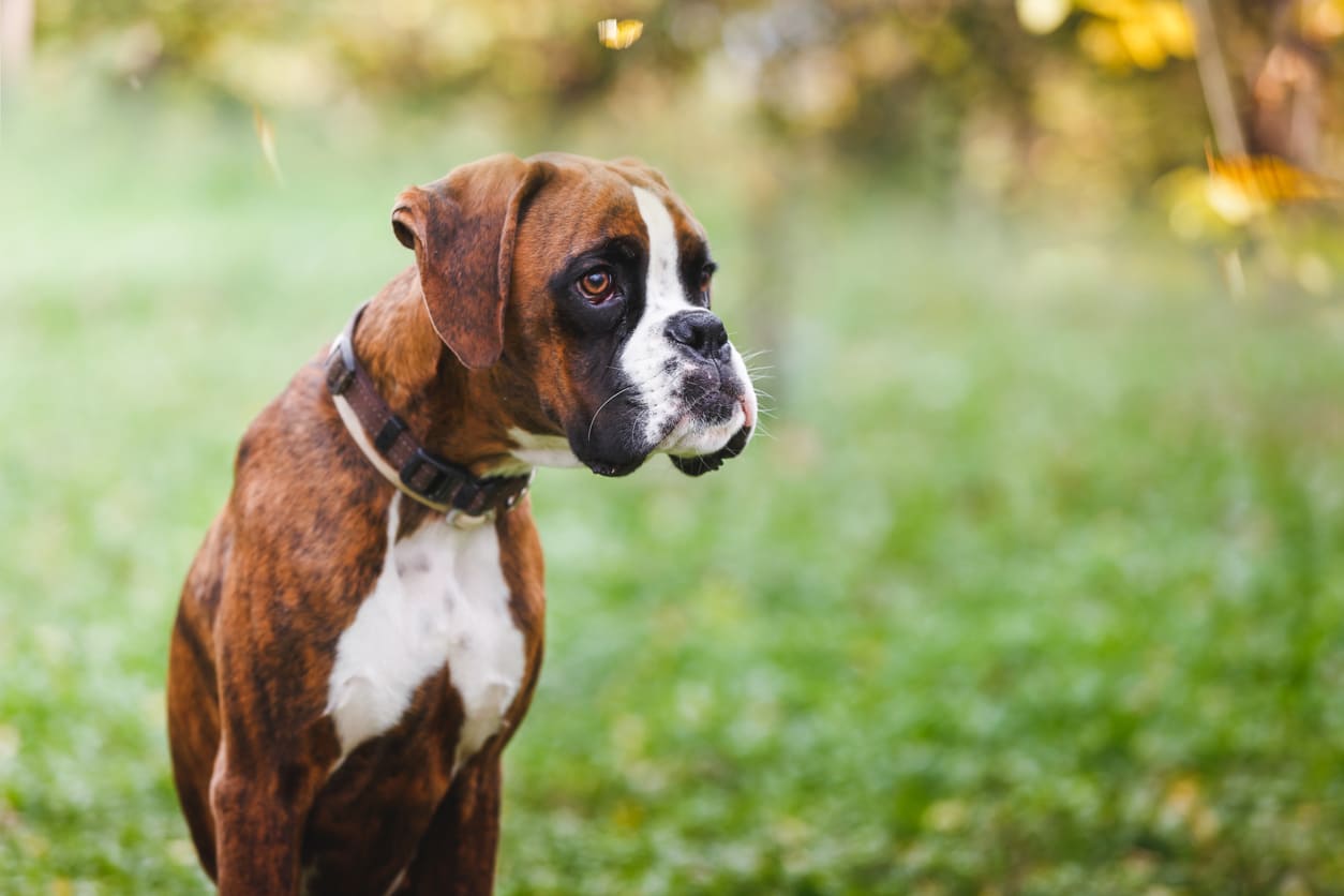 Boxer Info Gambar Anjing Boxer Honestdocs