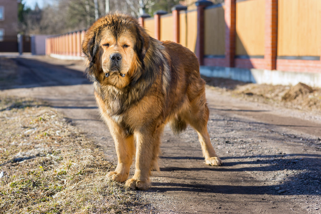 Tibetan Mastiff Info Gambar Anjing Tibetan Mastiff Honestdocs