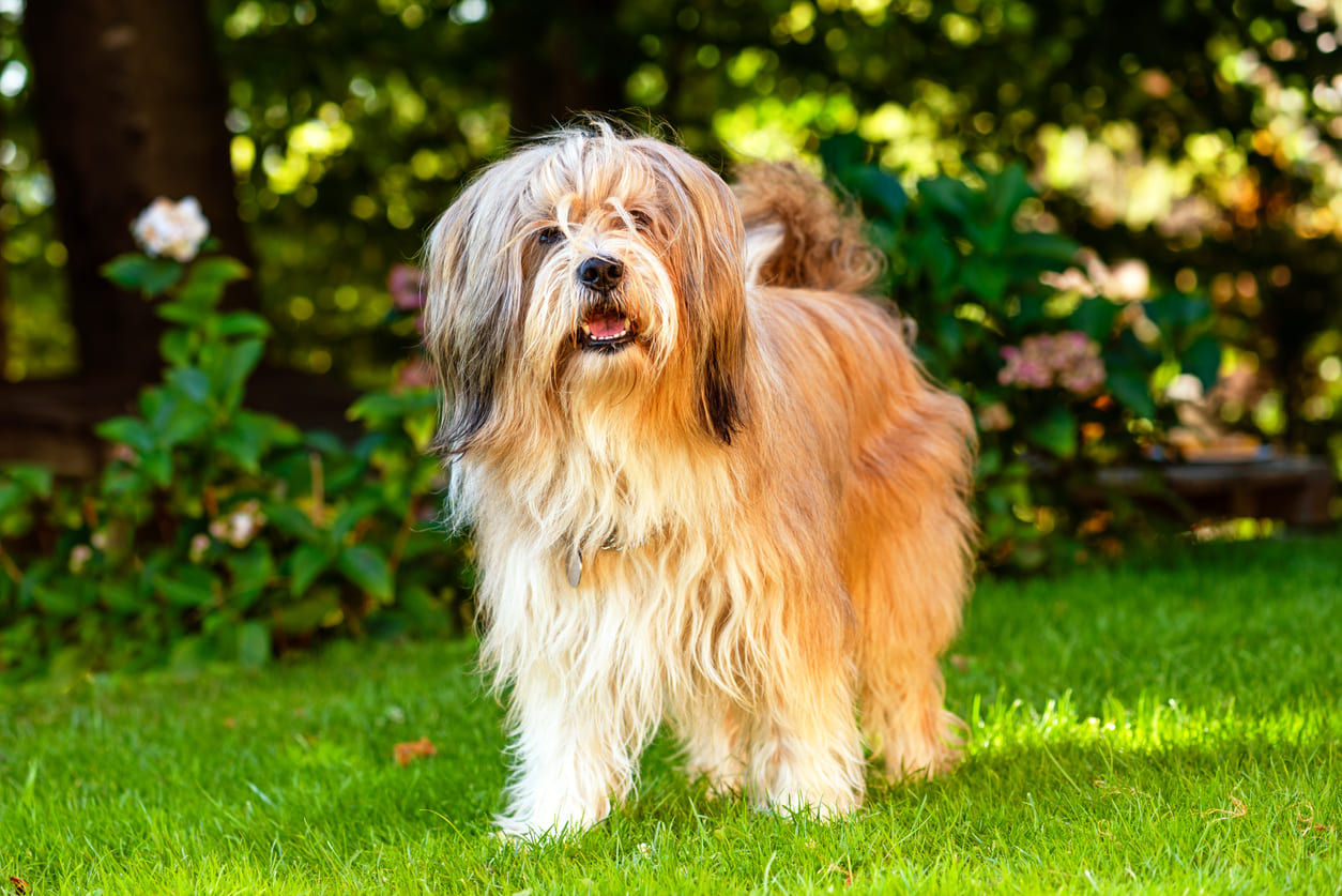 Tibetan Terrier Info Gambar Anjing Tibetan Terrier Honestdocs