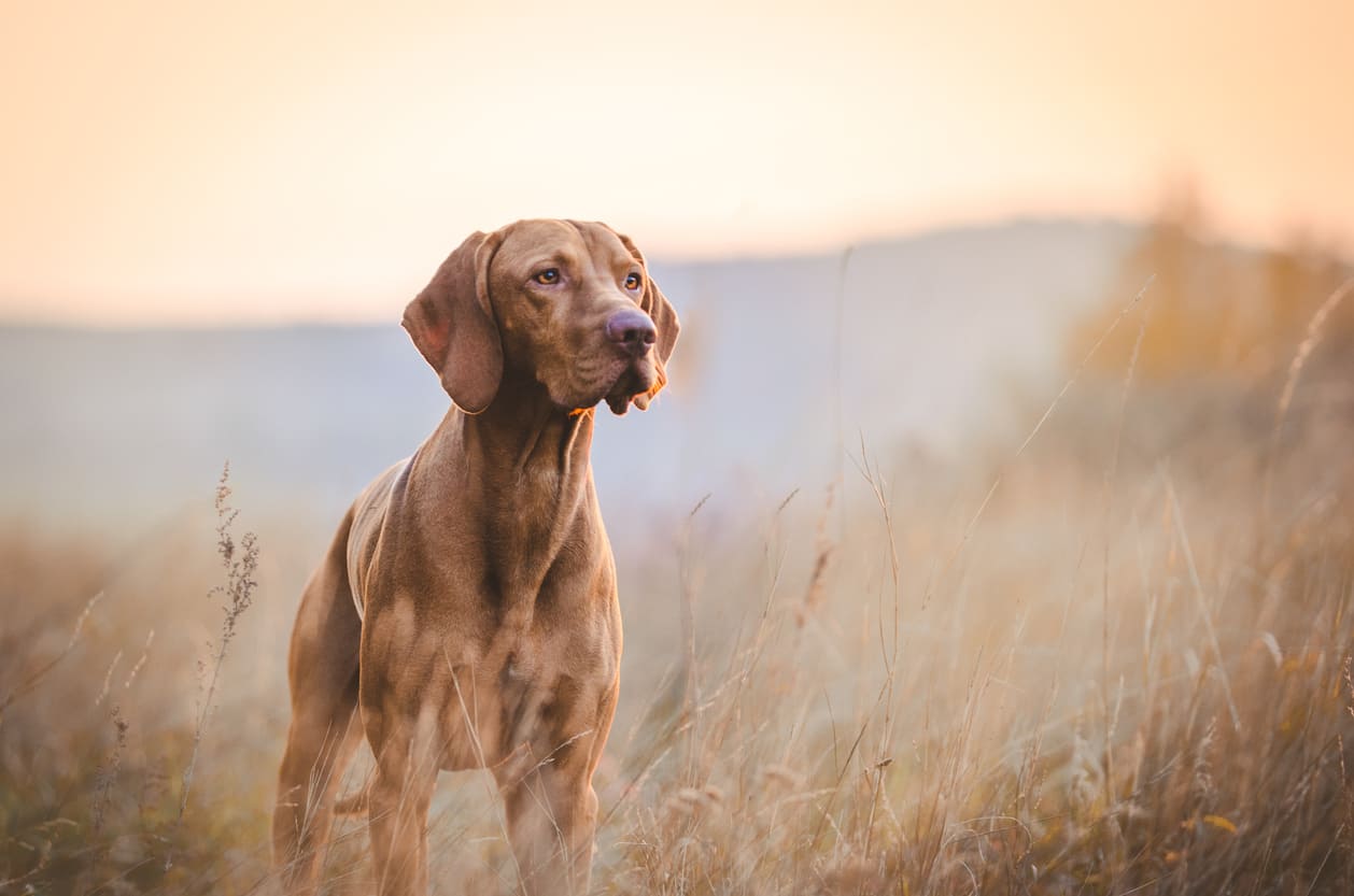 Vizsla Info Gambar Anjing Vizsla Honestdocs