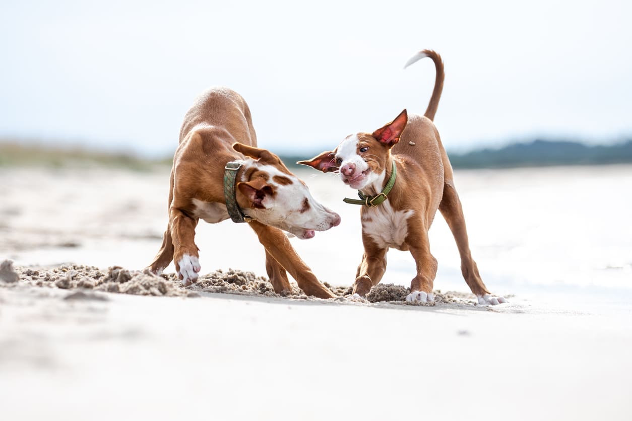 Anjing Ibizan Hound Informasi Mengenai Ras Anjing Ibizan Hound