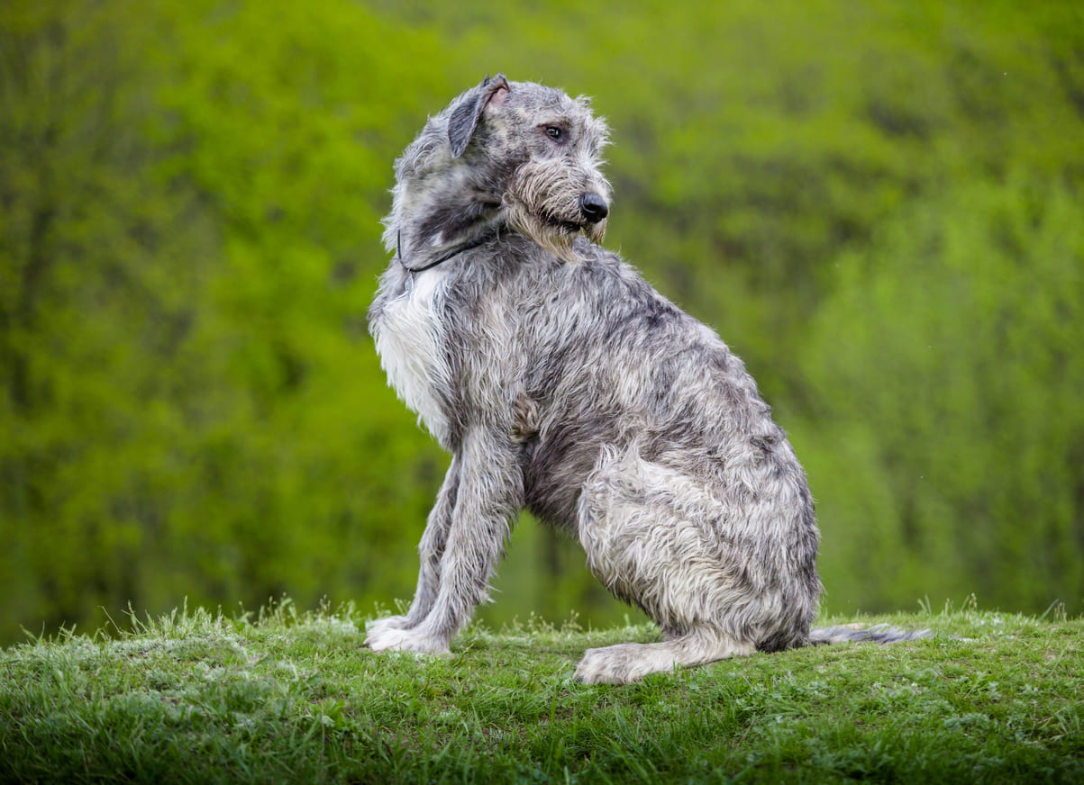 Gambar Dan Fakta Anjing Irish Wolfhound Honestdocs