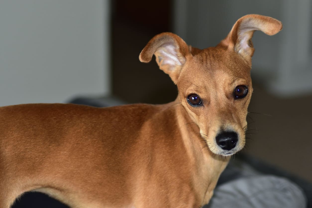 Anjing Italian Greyhound Informasi Dan Gambar Anjing Italian