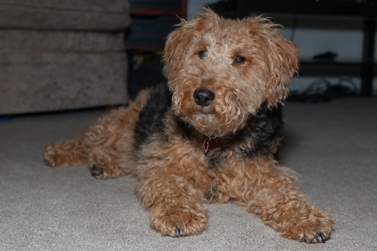 Anjing Welsh Terrier Info Gambar Ras Anjing Welsh Terrier