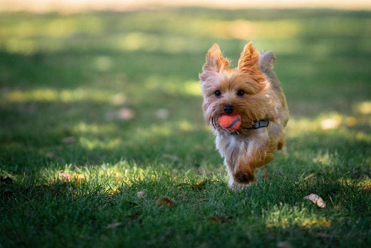 Informasi Anjing Yorkie Yorkshire Terrier Honestdocs