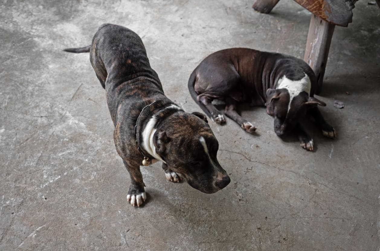 American Pit Bull Terrier Info Gambar Anjing American Pit Bull