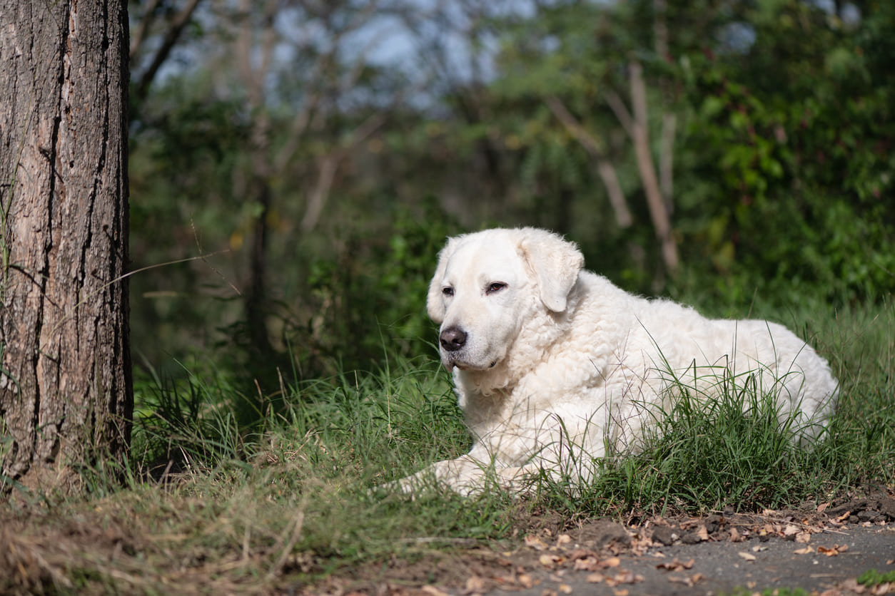 Kuvasz Info Gambar Anjing Kuvasz Honestdocs