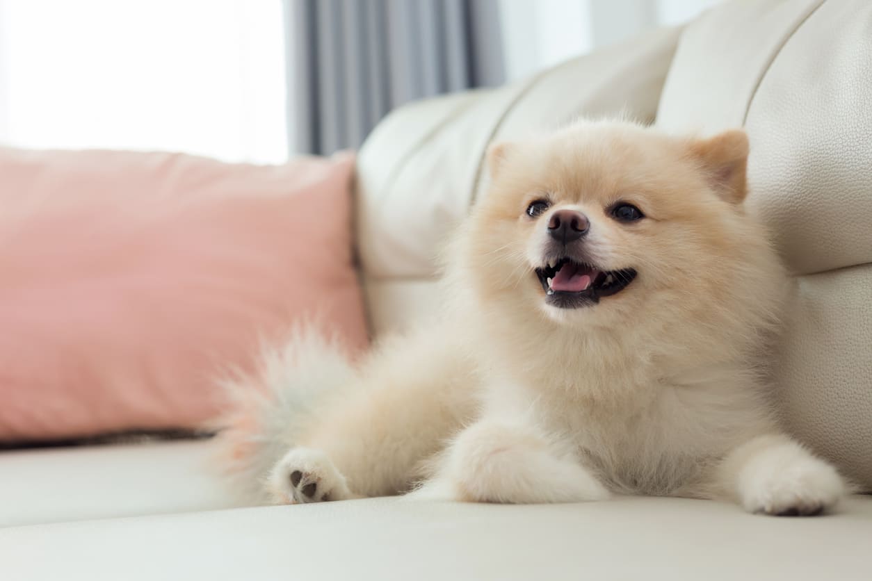 Pomeranian Info Gambar Anjing Pomeranian Honestdocs