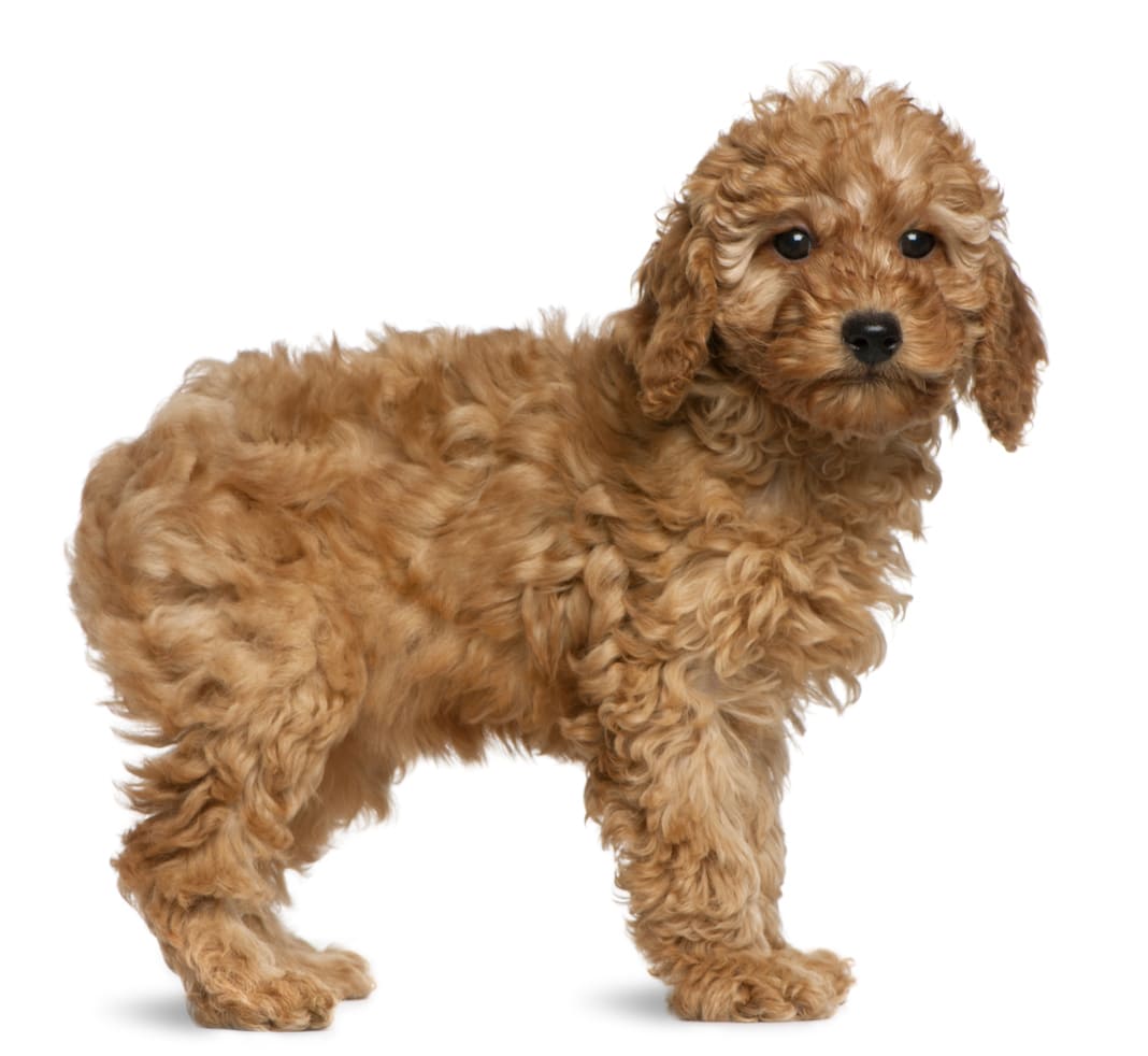 Poodle Info Gambar Anjing Poodle Honestdocs