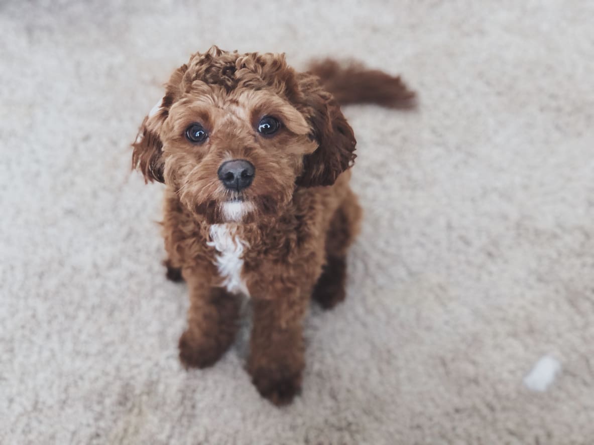 Poodle Miniatur Info Gambar Anjing Poodle Miniatur