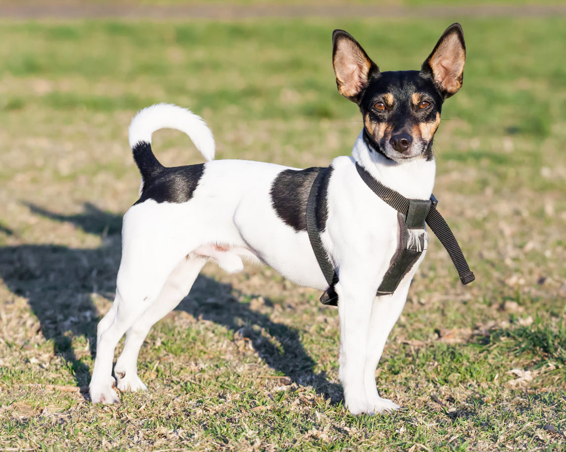 Rat Terrier Info Gambar Anjing Rat Terrier Honestdocs