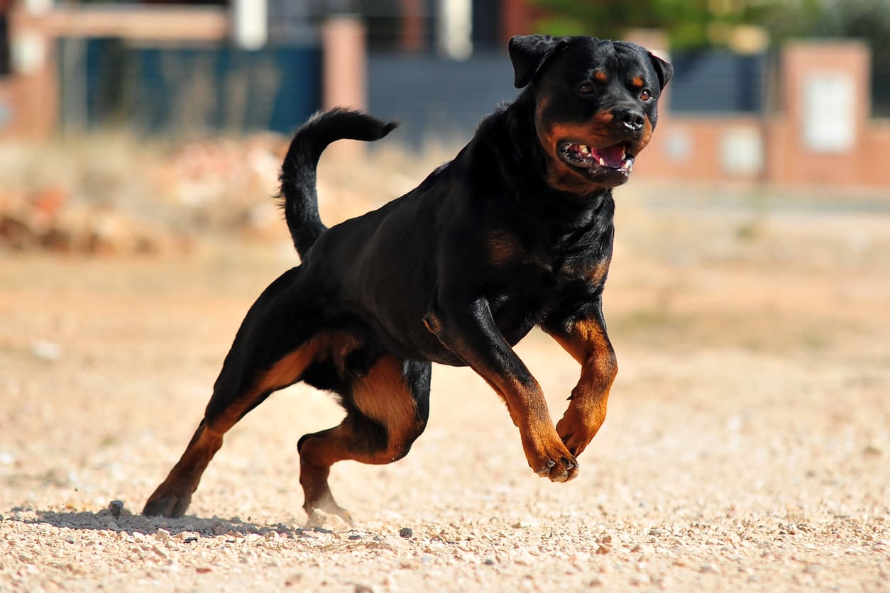 Rottweiler Info Gambar Anjing Rottweiler Honestdocs