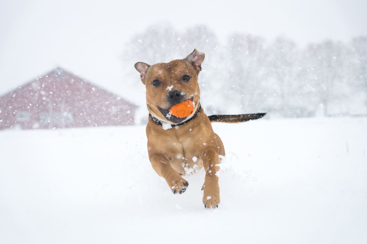 Bull Terrier Info Gambar Anjing Bull Terrier Honestdocs