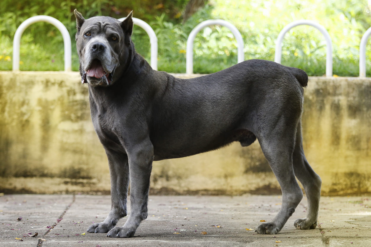 Cane Corso Info Gambar Anjing Cane Corso Honestdocs
