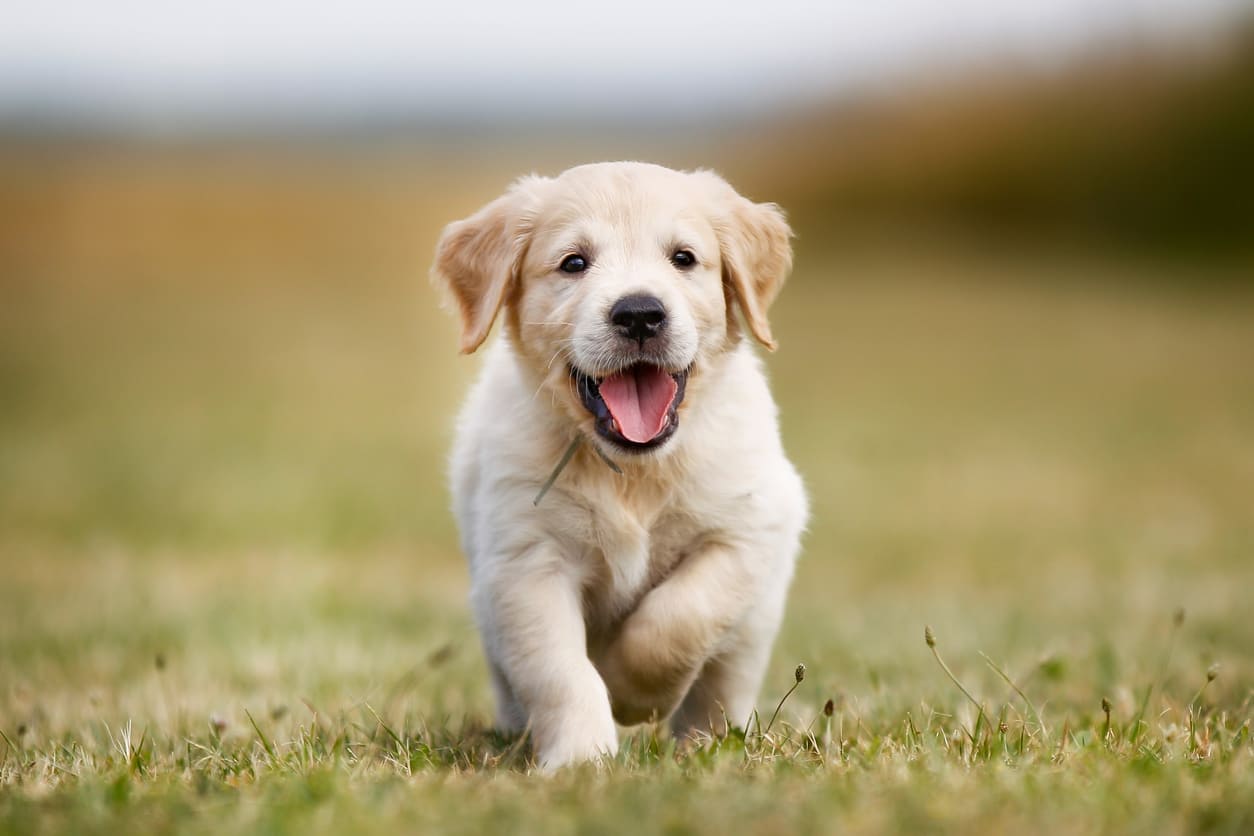 Labrador Retriever Info Gambar Anjing Labrador Retriever