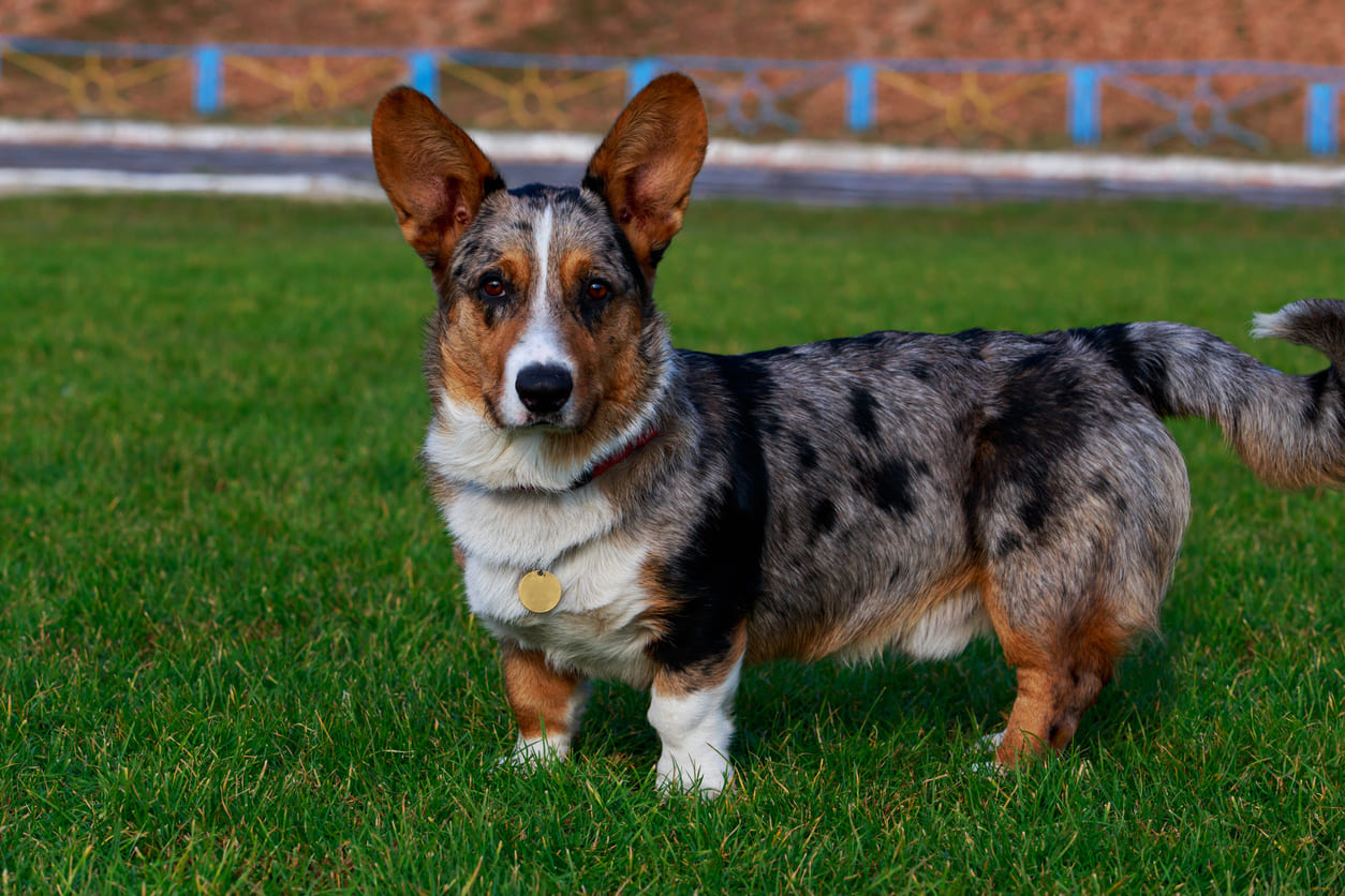 Lancashire Heeler Info Gambar Anjing Lancashire Heeler