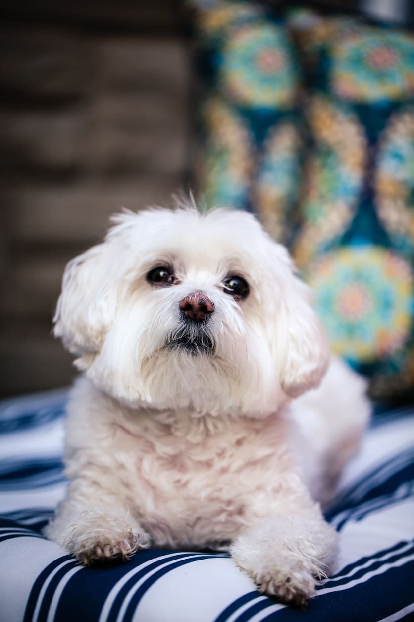 Maltese Info Gambar Anjing Maltese Honestdocs