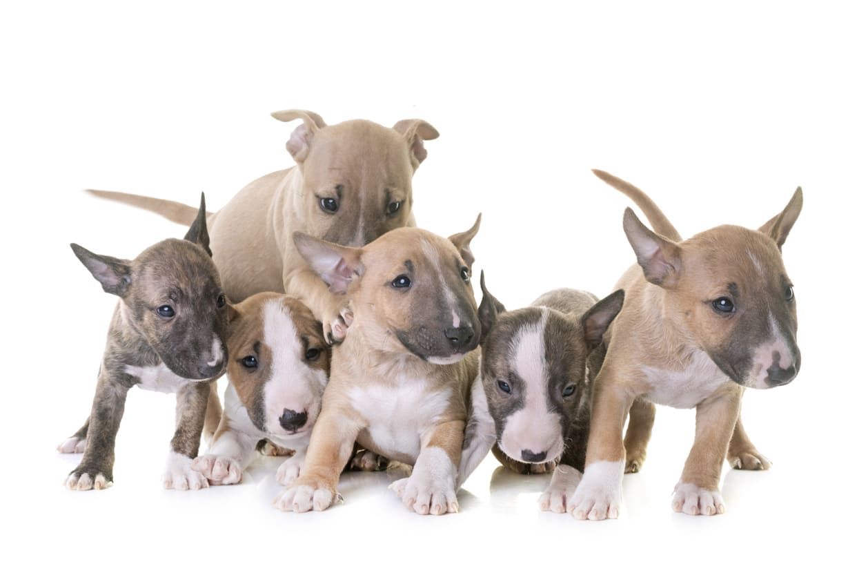 Miniatur Bull Terrier Info Gambar Anjing Miniatur Bull Terrier