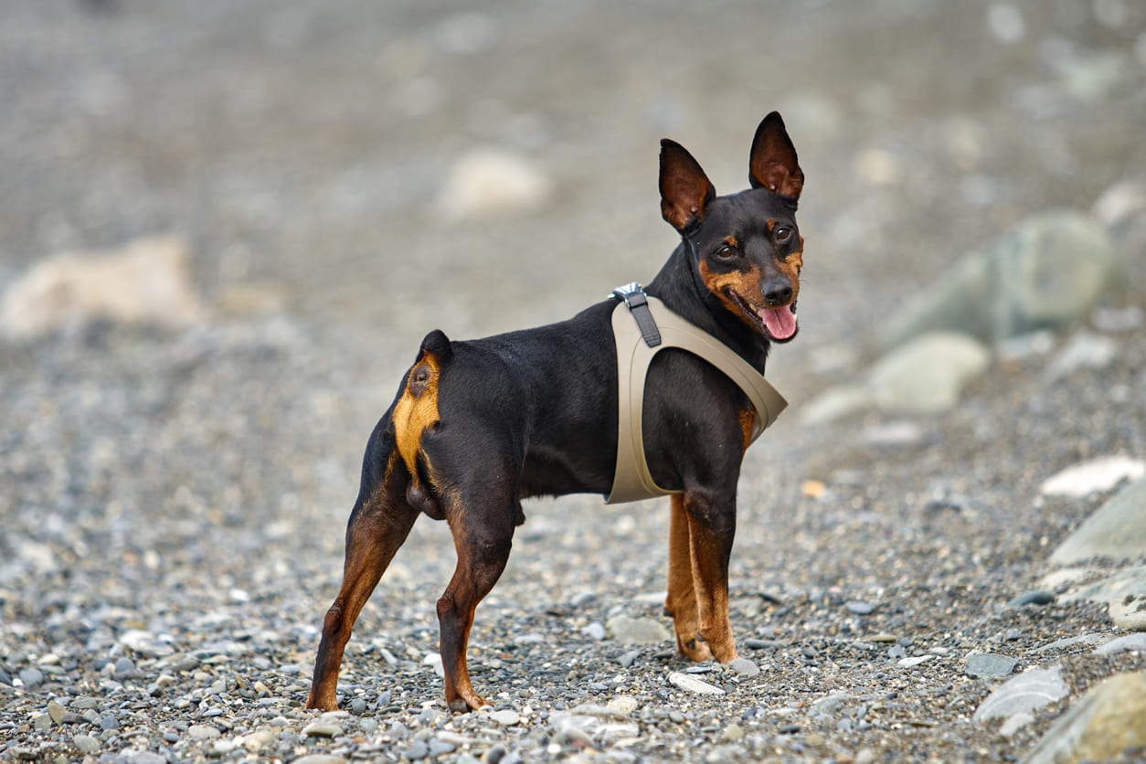 Miniature Pinscher Info Gambar Anjing Miniature Pinscher