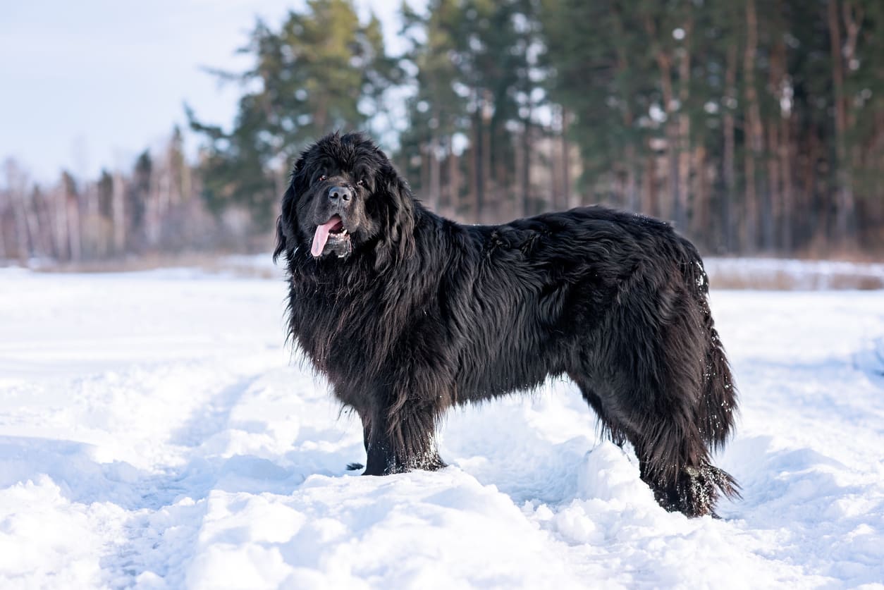 Newfoundland Dog Info Gambar Anjing Newfoundland Dog Honestdocs