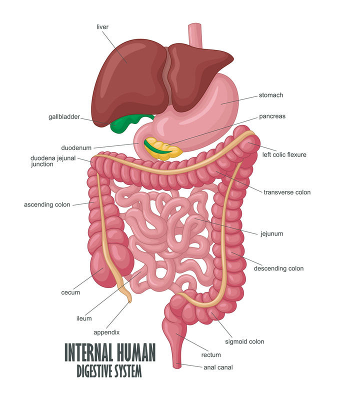 Sistem pencernaan manusia